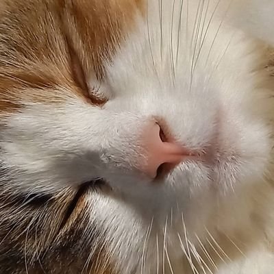 保護猫ふーちゃんとサイベリアンのりんちゃんとともに暮らすネコマニア(≖͈́ㅂ≖͈̀ )※心霊他雑多YouTubeチャンネル「にゃんにゃんカーニバル！」運営中！※座右の銘「死ぬ事以外はかすり傷」
※映画はロボコップが最高傑作
※私が負ける訳がない
※繊維筋痛症ほか疾患持ち