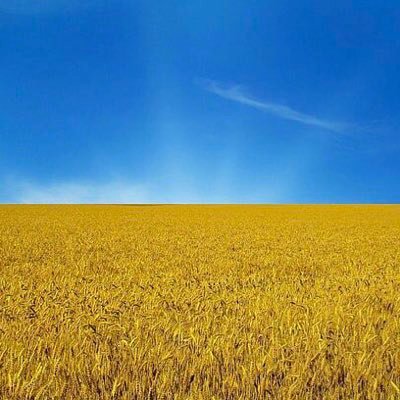 猫ラーバー様🇺🇦🇮🇱さんのプロフィール画像