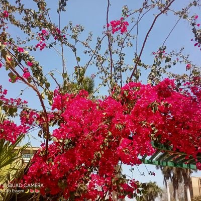 Loltii5's profile picture. الفاتحه ع روح بابا ❤️
الأمر أشبه بأنهيارك في الثالثة فجراً ولا تجد من يحتضنك .