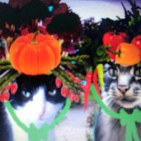 Carolyn, Socks & Marley #rememberingKay (@walkandwatch) 's Twitter Profile