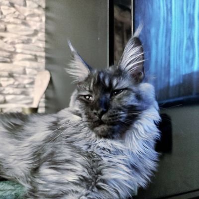 Hodowca kotów rasy Maine Coon