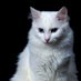 Don Gato SV 🐱🐈 (@jossala42760442) Twitter profile photo Don Gato SV 🐱🐈 (@jossala42760442) Twitter profile photo