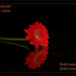 Kzkl15's profile picture. ANA HESABIM 👉  @altuntas_60 ✋

RTE / CUMHUR İTTİFAKI /