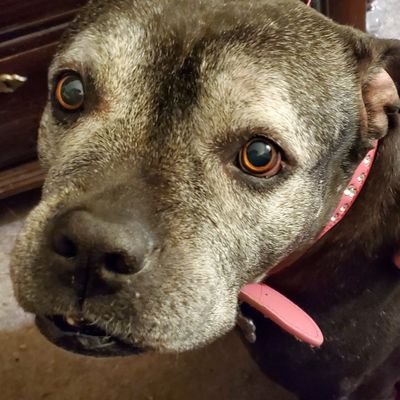 Flood_tech's profile picture. I'm just a dawg twyin to paddle through life