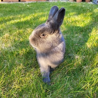 I'm an Toph, I eats hay amd do binkies. another bunny rabid live with me. she name is Maple
Toph: he/him. Maple: she/her. trams writes! 🏳️🌈🏳️⚧️