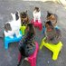 Ro the cat (@rolothecat1) Twitter profile photo Ro the cat (@rolothecat1) Twitter profile photo
