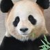 Panda Girl (@lucysmithstar04) Twitter profile photo Panda Girl (@lucysmithstar04) Twitter profile photo