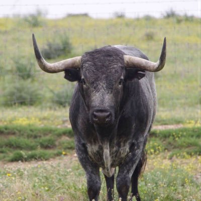 Estudiante de Periodismo, amante de los toros y del toreo lento.