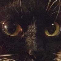 Kot Polityczny (@plcat_raspberry) 's Twitter Profile
