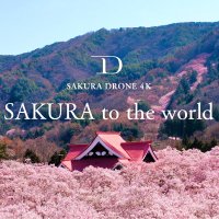 桜ドローンプロジェクト公式 / ㈱ドローンエンタテインメント (@de_co_jp) 's Twitter Profile Photo 桜ドローンプロジェクト公式 / ㈱ドローンエンタテインメント (@de_co_jp) 's Twitter Profile Photo