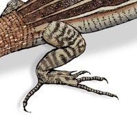 The Lizard Book (@fluentpython) 's Twitter Profile