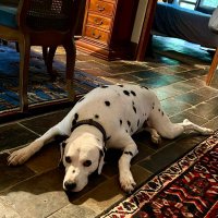 monty (@evensteveens) 's Twitter Profile