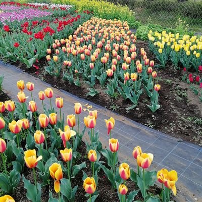 mamebu96's profile picture. 