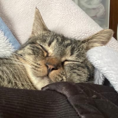 m_dango_plus's profile picture. ついに美プラへ手を出し始めましたお猫さまスキー 普段はガンプラで量産機、ミキシング、ブルアカの先生やってます〜　FGOもちまちま