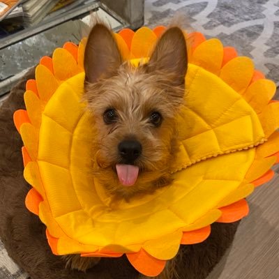 harryc511's profile picture. 100% of user minutes are regretted