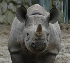 Wir setzen uns regional und international für das Wohle der Tiere ein in eigenen Kampagnen oder von uns unterstützten Projekten.