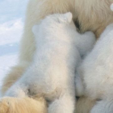 FishmanAka's profile picture. 22➕/NU🦀＆prsk中/日本語下手