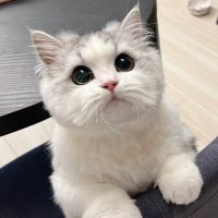 深田えいみの彼女 (@fukada_cat) Twitter profile photo