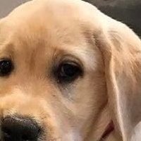 Dogs Are Better 🐕(@DogsAreBtr) 's Twitter Profile Photo