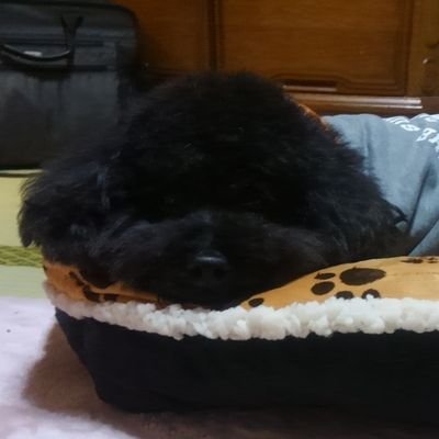 すずめは頭部が赤茶色、背中は茶色で、お腹は白い色をしています。 鳴き声は「チンチン」というとてもポピュラーなもので、広く認知されている鳴き声です。