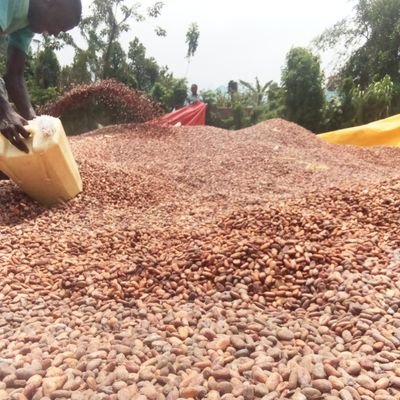 A market for Agri-commodities coffee, cocoa and vanilla, bhp , triage