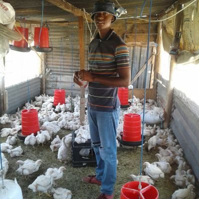 Mr C F (Pty) Ltd.We sell live chickens to individual customers and reseller in and around Mahikeng (North West)
✉ mrchickenenterprise@gmail.com