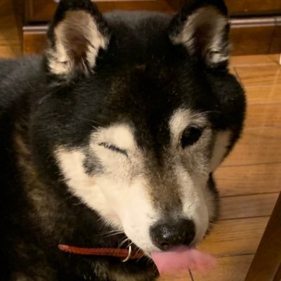 小倉餡さんのプロフィール画像