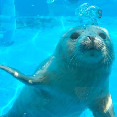 全国の水族館を巡るアザラーです🦭🗾 自分で撮ったアザラシ(+海獣&かわいい動物たち)をアップしていきまーす♪ ig: @ seal_heal_everything