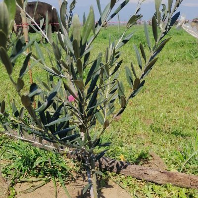 kubi35's profile picture. Zeytin yetiştiricisi,
Para piyasaları; forex, kripto para, borsa ve viop yatırımcısı
"Sorunlarınızı çözerek geliniz yoksa kendiniz sorun olursunu."