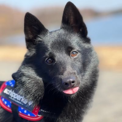 2019.2.10 産まれ 茅ヶ崎出身の珍しい犬種スキッパーキ♂男の子のごまめ飼ってます💓アレルギー沢山もち🐶なので色々情報集めてます💦わんちゃん大好きです❤️hideちゃん大好き♡アキ様やっぱり好き!ご当地ショボーン集めてます(´・ω・`)