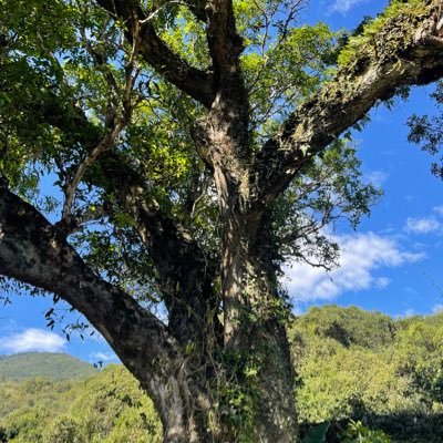 wuhasb's profile picture. biological differentiation not biological evolutionism.poet