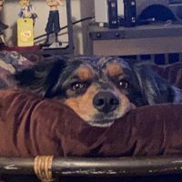 HorseNipsNTaterSalad (@scotstallion) 's Twitter Profile
