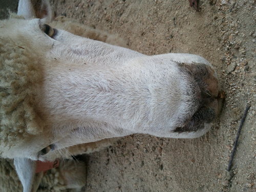 bossaku's profile picture. 