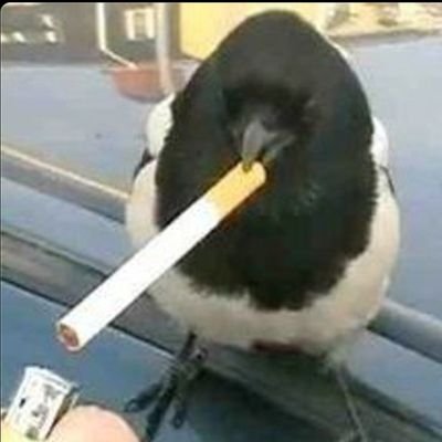 mr_traderman's profile picture. In