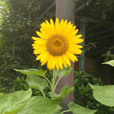 E9wh5CQKp4iR85a's profile picture. 九州大 工学4群