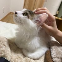 てぃー(@NA8C_catcat) 's Twitter Profile Photo