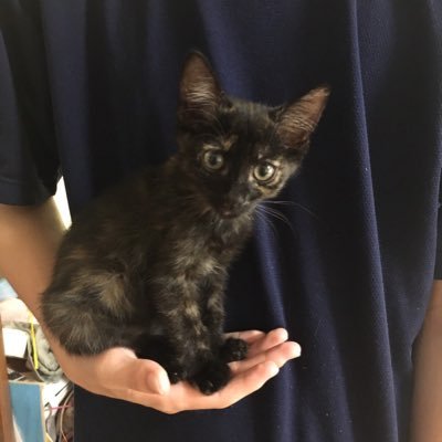 hirohijiki's profile picture. F1🏁、ホンダ車が大好きな おじゃファミです！よろしくお願いします。