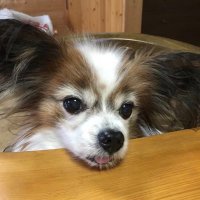 ぷこ (@usqilcis5yl5jtn) Twitter profile photo