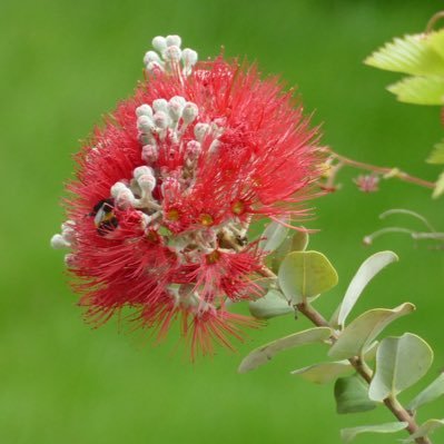 Climate scientist, astrophysicist, and ‘Ōhi’a Lehua enthusiast. Chair of company biodiversity working group.