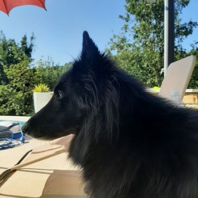 Rechts georiënteerd.
Afkeer van D66,PVDA GROENLinks
