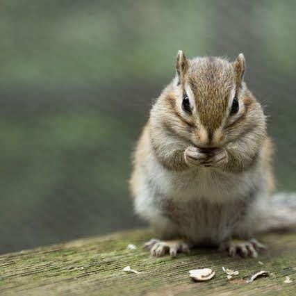 リス🐿️さんのプロフィール画像