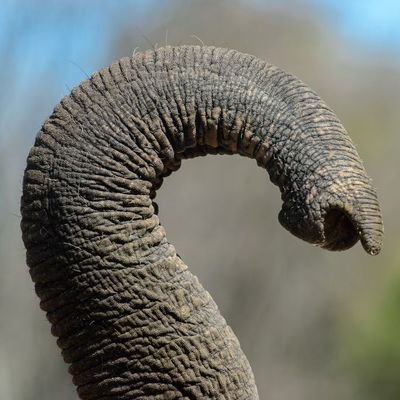 mada_phoenix's profile picture. 