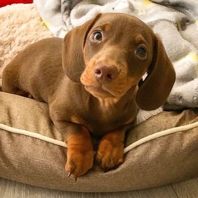 Dachshund lover 🥰
Follow me