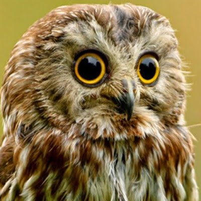 BeakTheOwlAgain's profile picture. BeakTheOwl, at your service!