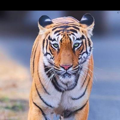 ArunBendkule's profile picture. हे ही दिवस  जातील,