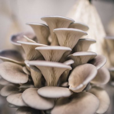 Margate mushrooms growing sustainable low carbon footprint oyster mushrooms 🍄 for the local community!