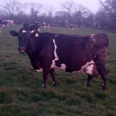 Dairy Farming. Wexford hurling #lfc
