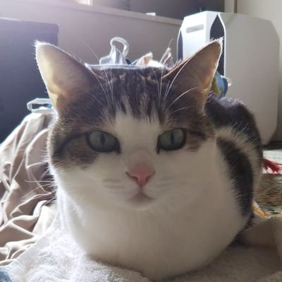 yukidar24661153's profile picture. 風の歌をきけ