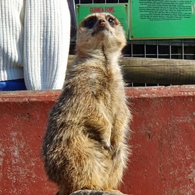 MrsS_booklover's profile picture. 👋🏼 Y4 teacher for 9 years, Y3 this year 🙈; Languages, D&T & Art lead; NPQSL; wannabe author. Passion for all things word & grammar related! 🤞🏻