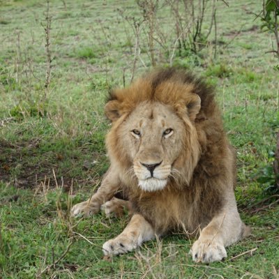 hungry__lion's profile picture. dog lover allergic to dogs